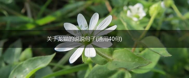 关于龙猫的说说句子(通用40句),第1张