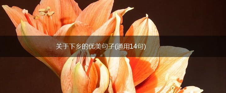 关于下乡的优美句子(通用14句),第1张