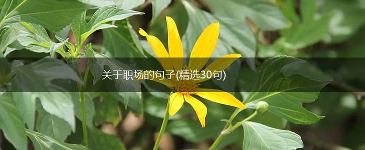 关于职场的句子(精选30句),第1张