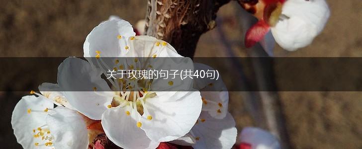 关于玫瑰的句子(共40句),第1张
