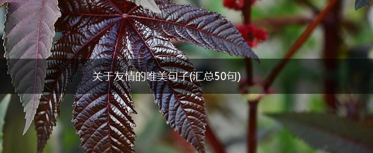 关于友情的唯美句子(汇总50句),第1张