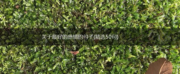 关于最好的感情的句子(精选50句),第1张