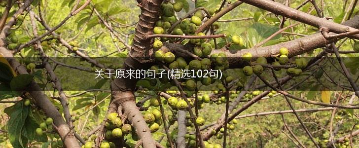 关于原来的句子(精选102句),第1张