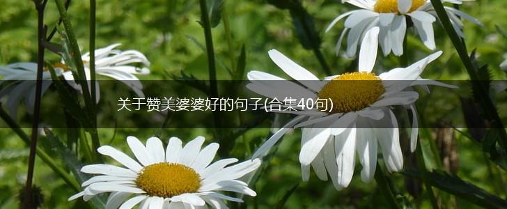 关于赞美婆婆好的句子(合集40句),第1张