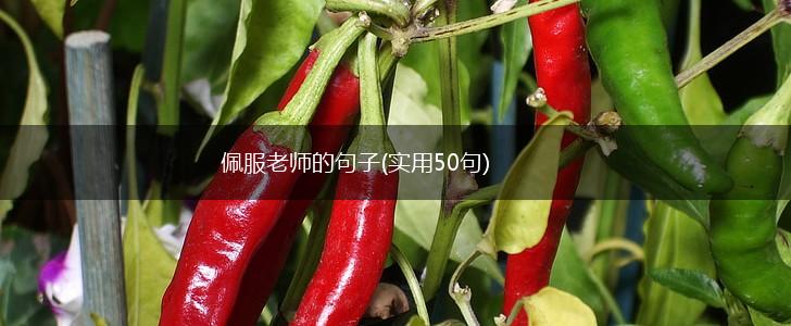 佩服老师的句子(实用50句),第1张