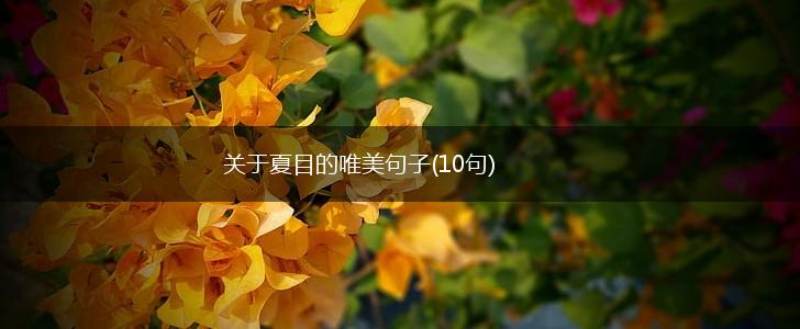 关于夏目的唯美句子(10句),第1张
