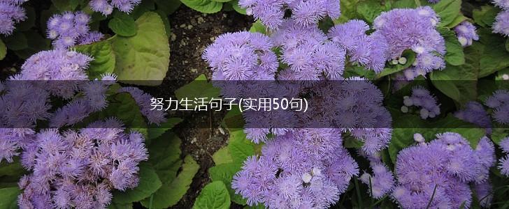 努力生活句子(实用50句),第1张
