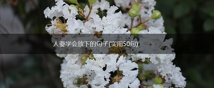人要学会放下的句子(实用50句),第1张