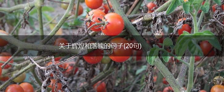 关于辉煌和落魄的句子(20句),第1张