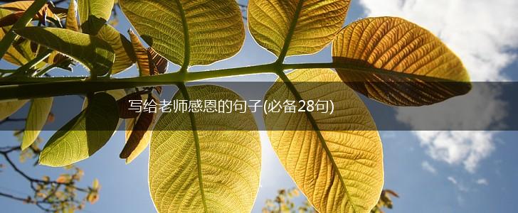 写给老师感恩的句子(必备28句),第1张