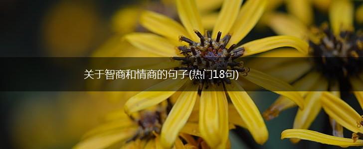 关于智商和情商的句子(热门18句),第1张