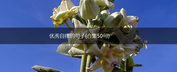 优秀自律的句子(合集50句),第1张