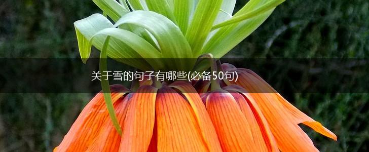 关于雪的句子有哪些(必备50句),第1张
