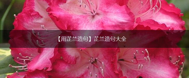 【用芷兰造句】芷兰造句大全,第1张