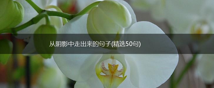 从阴影中走出来的句子(精选50句),第1张