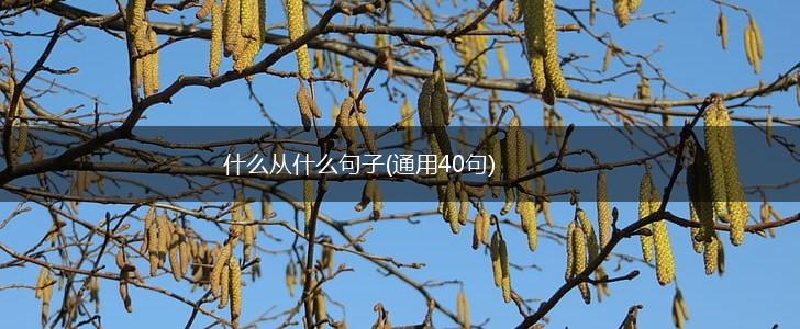 什么从什么句子(通用40句),第1张