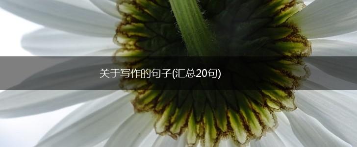关于写作的句子(汇总20句),第1张