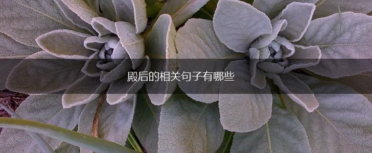 殿后的相关句子有哪些,第1张