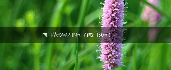 向日葵形容人的句子(热门50句),第1张