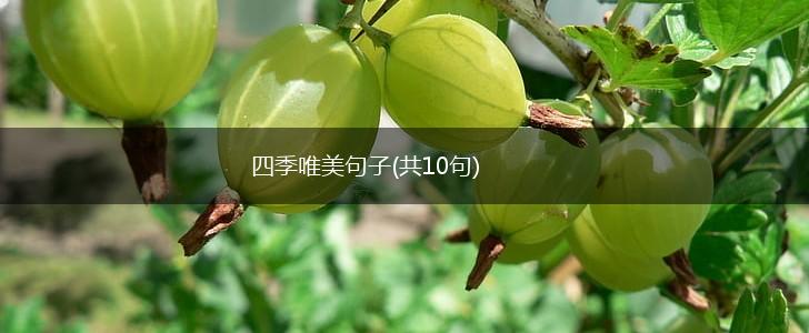 四季唯美句子(共10句),第1张
