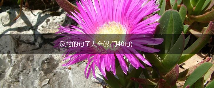 反衬的句子大全(热门40句),第1张