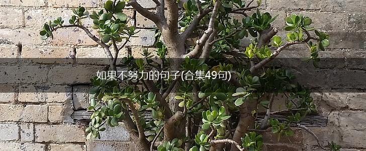 如果不努力的句子(合集49句),第1张