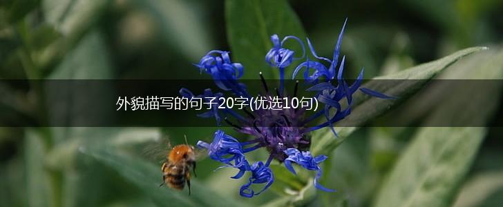 外貌描写的句子20字(优选10句),第1张