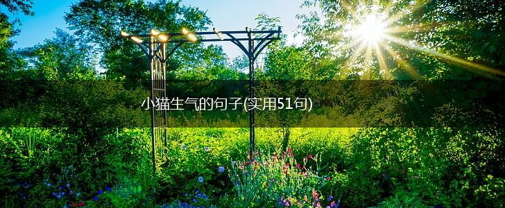 小猫生气的句子(实用51句),第1张