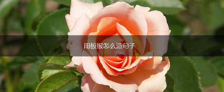 用板报怎么造句子,第1张