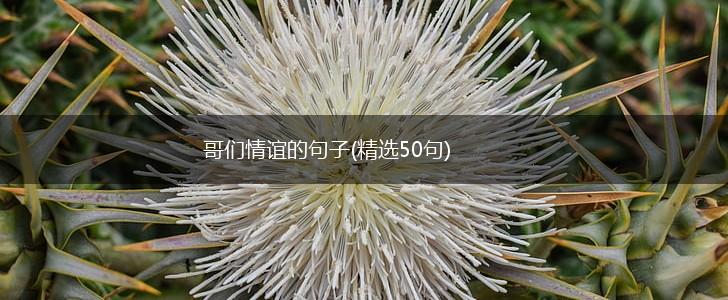 哥们情谊的句子(精选50句),第1张