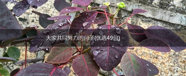 大家共同努力的句子(优选49句),第1张