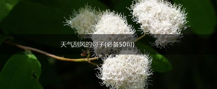 天气刮风的句子(必备50句),第1张