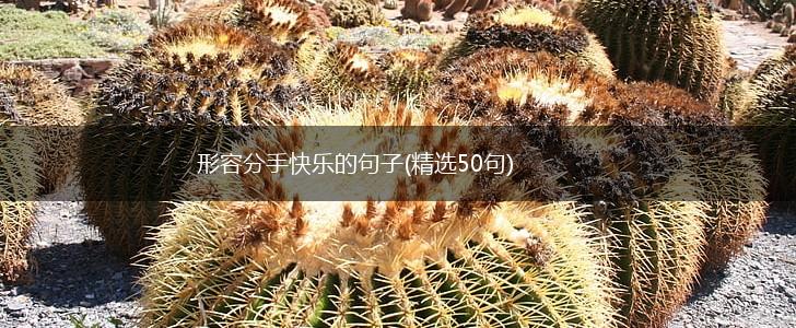 形容分手快乐的句子(精选50句),第1张