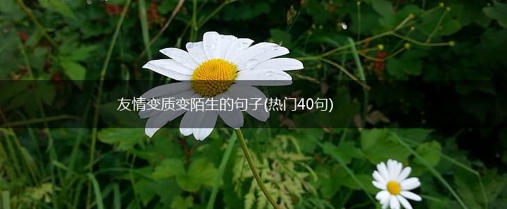 友情变质变陌生的句子(热门40句),第1张