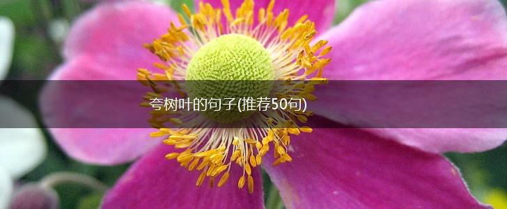 夸树叶的句子(推荐50句),第1张