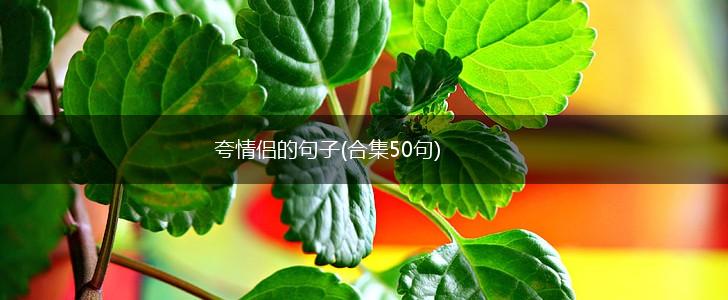 夸情侣的句子(合集50句),第1张