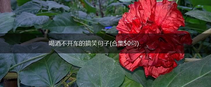 喝酒不开车的搞笑句子(合集50句),第1张