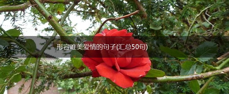 形容唯美爱情的句子(汇总50句),第1张