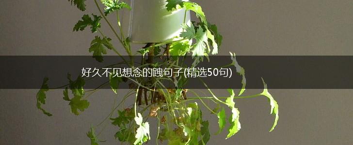 好久不见想念的跩句子(精选50句),第1张