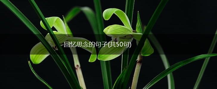 回忆思念的句子(共50句),第1张
