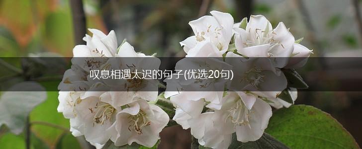 叹息相遇太迟的句子(优选20句),第1张