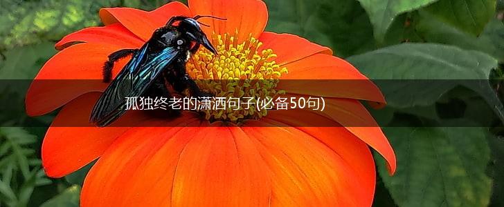 孤独终老的潇洒句子(必备50句),第1张