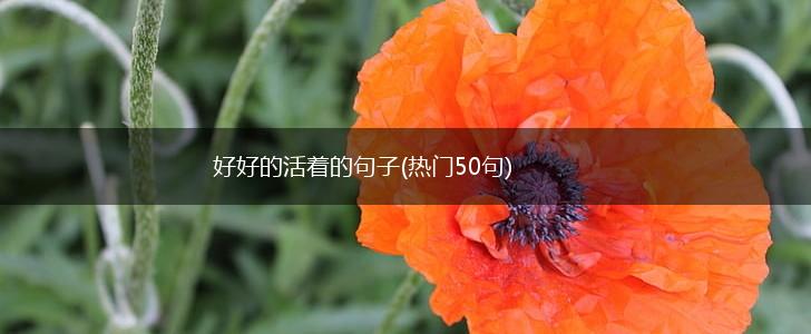 好好的活着的句子(热门50句),第1张