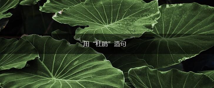 用“杜鹃”造句,第1张 用“杜鹃”造句,第1张