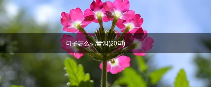 句子怎么标音调(20句),第1张