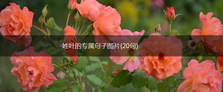 姓叶的专属句子图片(20句),第1张