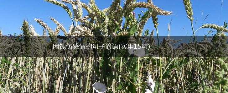 因钱伤感情的句子谚语(实用15句),第1张