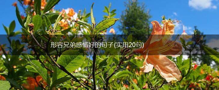 形容兄弟感情好的句子(实用20句),第1张