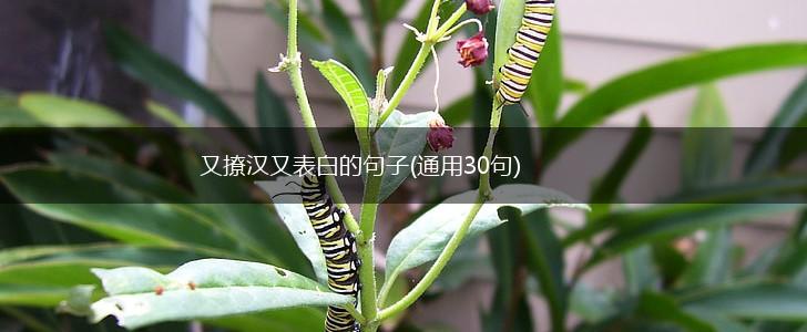又撩汉又表白的句子(通用30句),第1张