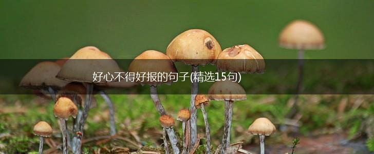 好心不得好报的句子(精选15句),第1张